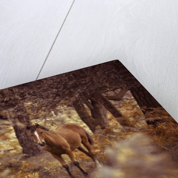 Wild Horse, New Forest by Assaf Frank